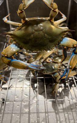 Blue crab