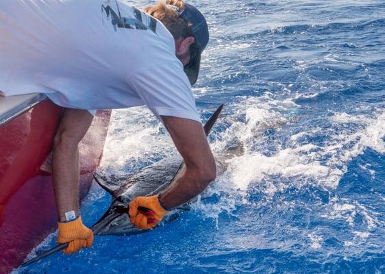 Captain Bobby releasing a marlin on our fishing trip