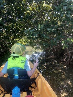 Mangrove tunnel