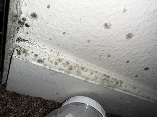 Black mold