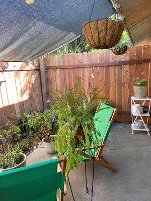 Summer backyard - fence was replaced about 3 years ago.