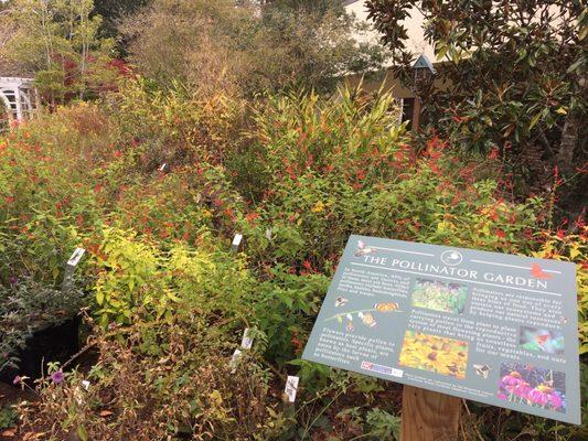 Pollinator garden in late November