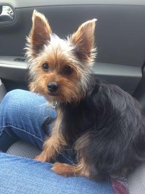 A happy dog after a vet visit. Always a good sign.