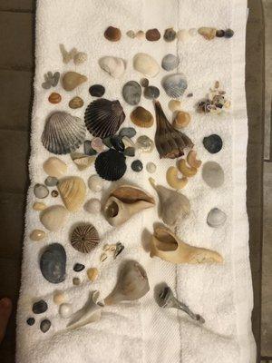 Todays collection from going out shelling with island time water tours !