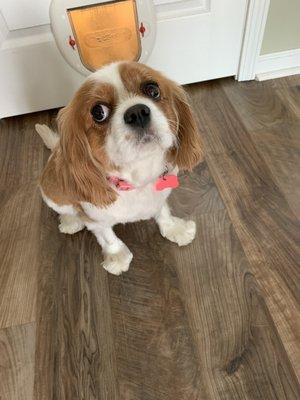 Charlie the Cavalier King Charles Spaniel.