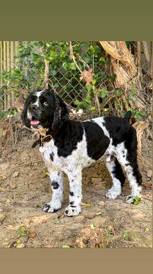 Haigler's Hide-A-Way Grooming Salon