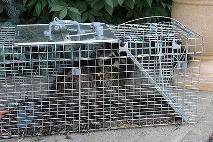 We remove raccoons.