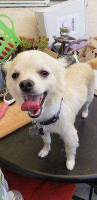 They did such an amazing job on my boy. With this California heat and his lions mane, he got a much needed haircut and smells terrific!