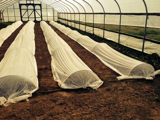 Plants covered not once, but twice!  The high tunnel and row covers.  Not taking any chances!