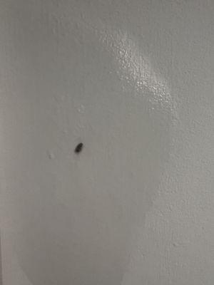 Roach on wall