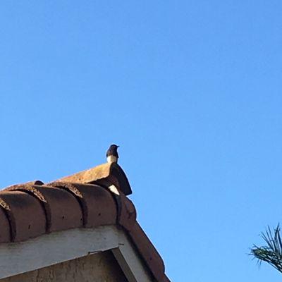 Black Phoebe sighting