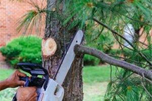 Lexington Tree Service