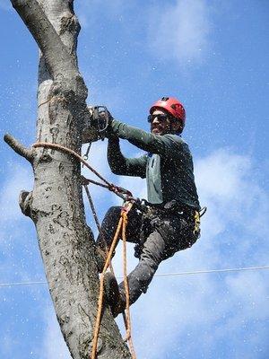 Tree Service Carmel