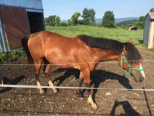 FOR SALE General - 5yr old Draft/TB gelding