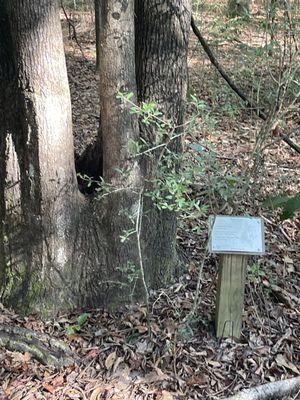 Sweet Gum Tree