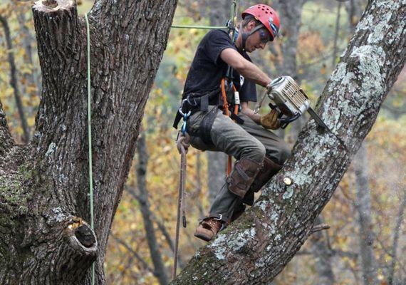 Natural State Tree and Landscaping Service 