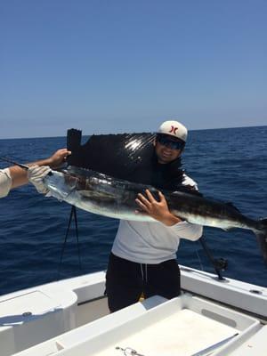 Sailfish