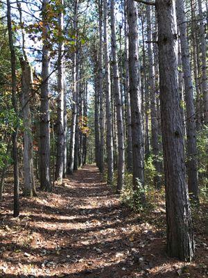 Walking through the pines