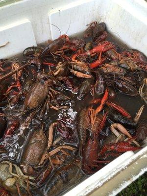 Crawfish getting ready to be boiled