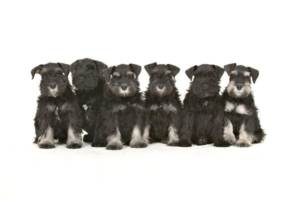 8 week old Miniature Schnauzer puppies. .