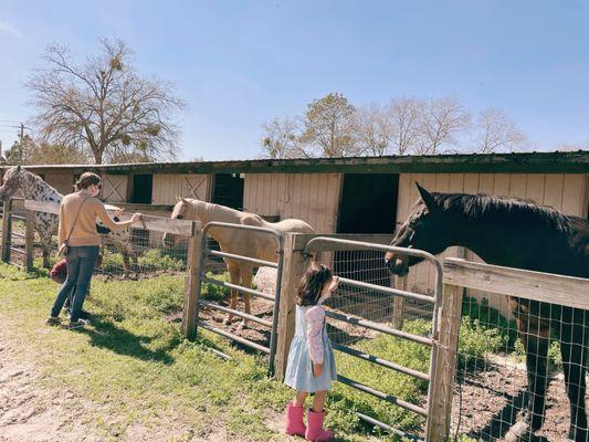 Grey Goose Farm