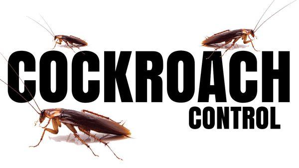 Cockroach Treatments