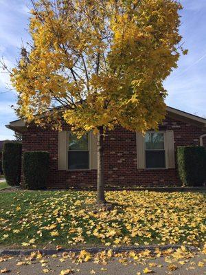 This is after they finished with their leaf removal.  They have not been back for two weeks.