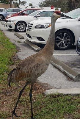 Parking Lot Guard! LOL!