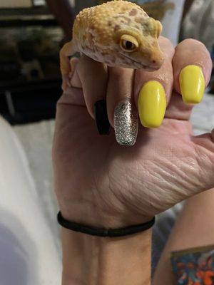 This was the last set of nails they did for me! My leopard gecko just happens to be in the photo