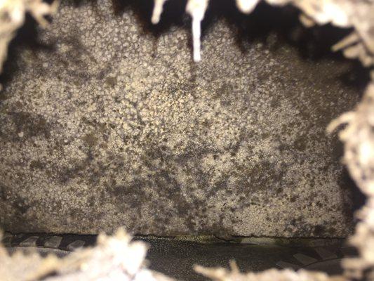 Mold in HVAC Ducts