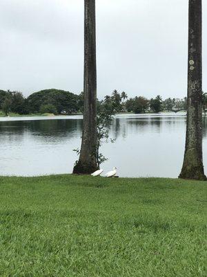 The pond behind Waiakea Villas