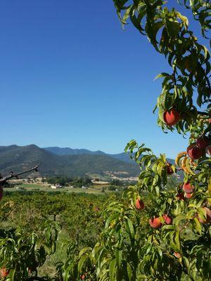 Valley View Orchard