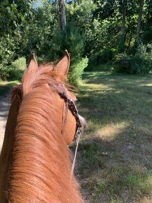 My horse and I on the trials at the barn!