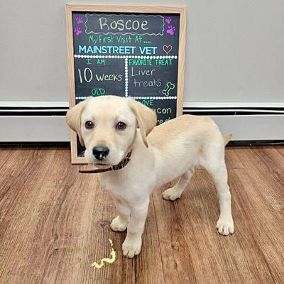 First Vet Visit!