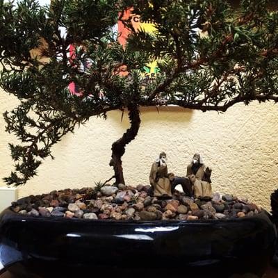 Bonsai meditation at San Anselmo Dojo