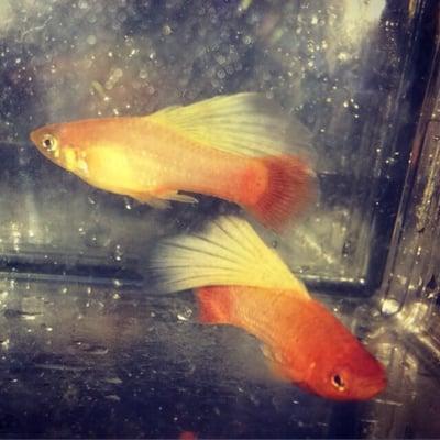 Hi-Fin Sunset Platy's