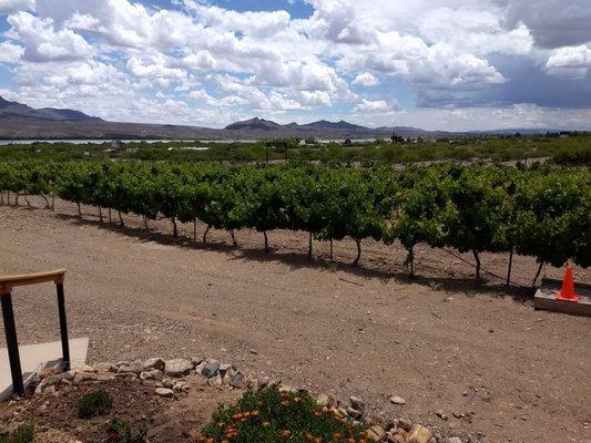 Yhe vineyard is greening up nicely