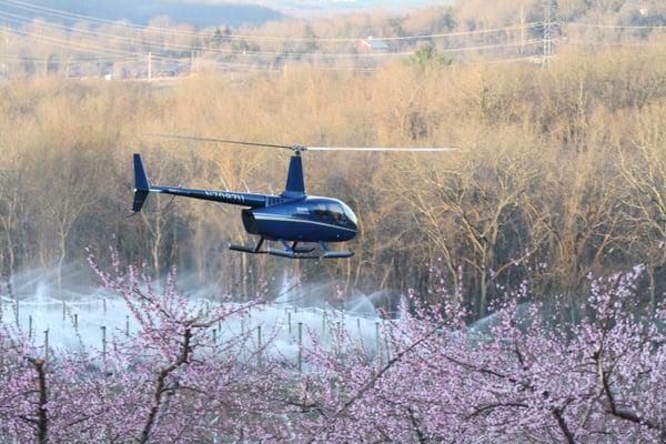 Frost Prevention Flying over Peach Trees in New Jersey