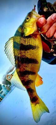 Catching perch in Michigan is fun, especially if you are ice fishing. The colors are vibrant!