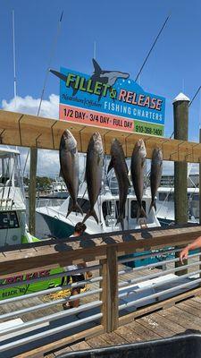 Amberjacks and cobia