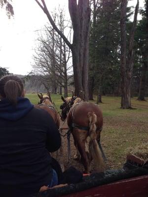 Horse drawn wagon