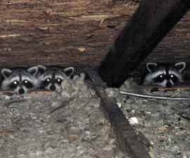 Raccoons In An Attic