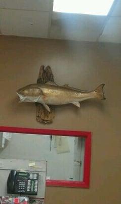 Redfish Rental