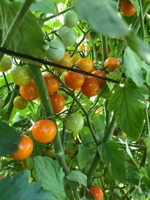 Sungold cherry tomatoes