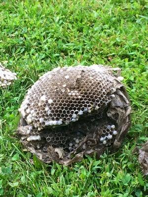 Safe removal of a large wasp nest.