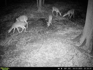 Deer caught on game camera near Loosahatchie River just outside Memphis, TN