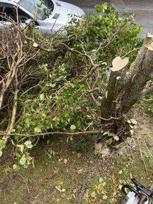 We just cut another 2 small tree's today at kalihi valley