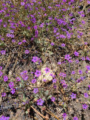 More wildflowers