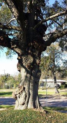 Big burl tree, Water Oak Houston, Texas