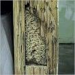 Termite Nest